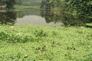 Hòa Bình: Trang trại lợn "bức tử" cuộc sống của người dân, cá trong ao chết hàng loạt