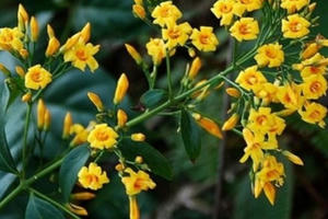 Nghệ An: Cãi nhau với chồng, thiếu phụ ăn lá ngón tự vẫn để lại con thơ chưa tròn 1 tuổi