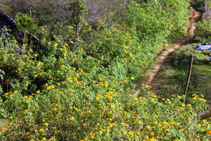 Lên Mộc Châu ngắm chiêm ngưỡng sắc vàng mùa dã quỳ