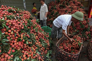 Bộ trưởng Lê Minh Hoan: Tình hình cấp bách, không thể biết tuần sau sẽ thế nào