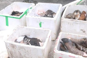 Xe tải chở hơn 2 tạ thực phẩm hôi thối lên miền núi tiêu thụ