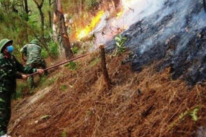 Quân khu 4 tham gia chữa cháy rừng ở Nghệ An Quân khu 4 tham gia chữa cháy rừng ở Nghệ An