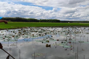 Cựu chủ tịch xã đổ thuốc sâu diệt cá khiến hàng trăm hộ dân bất an