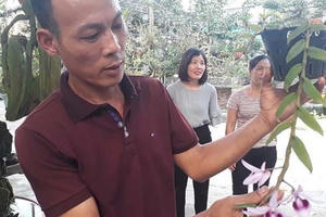 Mẩu phong lan siêu lạ ở Thái Nguyên giá 9 triệu một cm