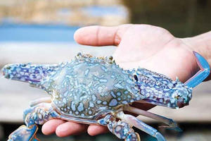 Xuất khẩu ghẹ của Việt Nam đạt gần 86 triệu USD