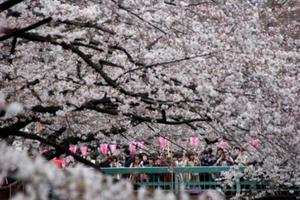 Sắc hoa anh đào nhuộm hồng Nhật Bản