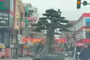 Lái xe chở cây quá khổ “nghênh ngang” trên đường bị phạt 39 triệu đồng