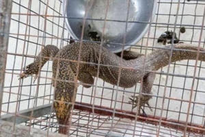 Bị phạt 270 triệu đồng do nhốt kỳ đà vân quý hiếm