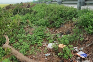 Ai ra lệnh chặt hạ hàng ngàn cây xanh hai bên cao tốc Cầu Giẽ-Ninh Bình?