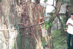 Tại sao cây sưa trăm tỷ ở Hà Nội chưa bán nổi?