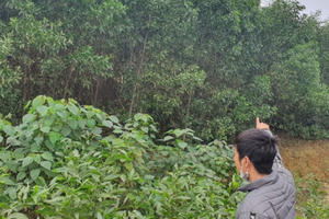 Hà Tĩnh: Vướng mắc ở đâu khiến 10 năm thị xã Kỳ Anh không thu hồi được 11,4ha đất rừng?