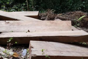 Gia Lai: Bắt quả tang đối tượng khai thác gỗ trái phép