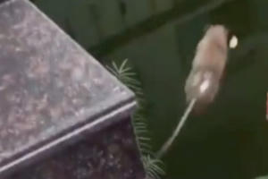 Clip: Tấm gương chuột trung kiên, thà chết chứ không chịu làm trò đùa cho chó