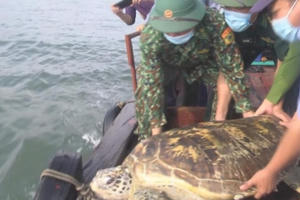 Thả cá thể rùa quý hiếm nặng hơn 80kg về môi trường tự nhiên