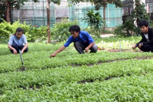 Vườn rau sạch nhân ái