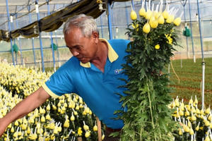 Tây Nguyên chuẩn bị 1.500 ha hoa phục vụ Tết