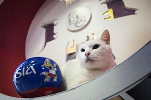 Chú mèo điếc đoán đúng kết quả tất cả các trận đấu World Cup