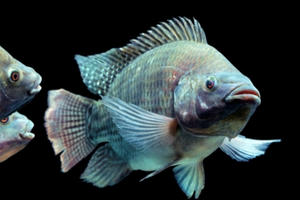 Phương pháp mới: Chữa bỏng bằng da cá rô phi Phương pháp mới: Chữa bỏng bằng da cá rô phi