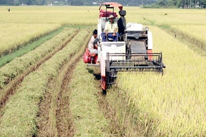 Điểm báo ngày 26/10/2016: Sau lũ, nhà nông "khát" cây, con giống Điểm báo ngày 26/10/2016: Sau lũ, nhà nông "khát" cây, con giống