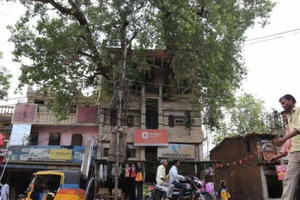 Cây đại thụ 'xuyên thủng' ngôi nhà 4 tầng Cây đại thụ 'xuyên thủng' ngôi nhà 4 tầng