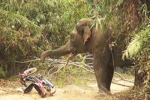 Hàng chục người tháo chạy khi voi xông ra đường