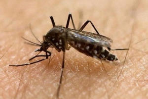 Ghi nhận 94 ca nhiễm Virus Zika tại TP HCM