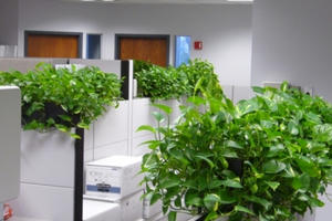 10 loại cây lọc không khí trong nhà tốt nhất