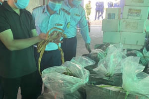 Hải Phòng: Xử phạt hơn 42 triệu đồng đối với hộ kinh doanh lòng lợn nhiễm dịch tả châu Phi