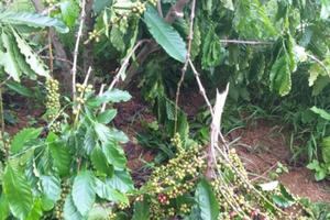 Vườn cà phê của người dân ở Lâm Đồng bị kẻ xấu chặt phá lần thứ 10