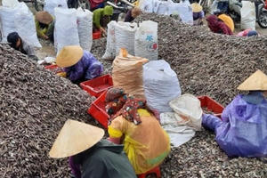 Tàu giã cào vẫn quét biển gần bờ tận diệt hải sản