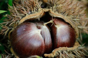 Lễ hội Du lịch Thác Bản Giốc: Du khách sẽ được tham quan "vựa dẻ" và trải nghiệm bóc dẻ tươi Lễ hội Du lịch Thác Bản Giốc: Du khách sẽ được tham quan "vựa dẻ" và trải nghiệm bóc dẻ tươi