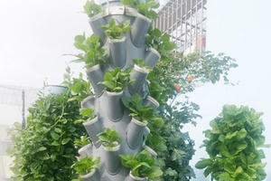 Ngỡ ngàng vườn rau sạch đẹp như cây cảnh