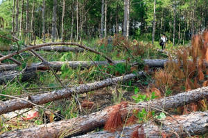 Lâm Đồng: Nhóm người mang hung khí tấn công chốt quản lý bảo vệ rừng