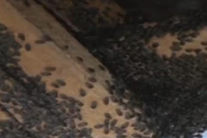 Phú Yên: Bọ đậu đen lúc nhúc “đổ bộ” đảo lộn cuộc sống dân