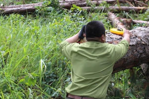 Khởi tố nhân viên Ban Quản lý rừng do không báo cáo rừng bị phá hoại