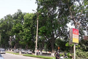 Hà Nội chặt, chuyển hơn 100 cây xanh phố Kim Mã