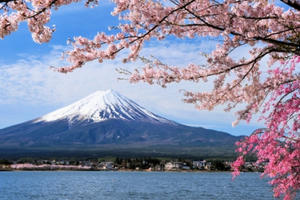 Thời tiết khác thường, hoa anh đào Nhật nở sớm