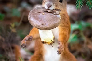 Những khoảnh khắc đẹp như mơ của các con vật trong các khu rừng hoang sơ ở Phần Lan