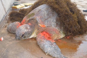 Nam Định: Cá thể rùa biển quý hiếm nặng 70kg bị thương trôi dạt vào bờ