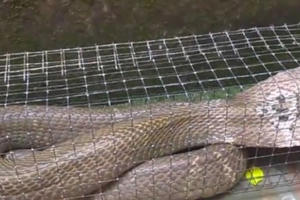 Hà Nội: Người đàn ông bẫy được "hổ mang khủng" dài gần 2 mét Hà Nội: Người đàn ông bẫy được "hổ mang khủng" dài gần 2 mét