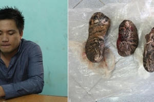 Nam Định: Bắt kẻ vận chuyển 4 xác cá thể hổ con trái phép