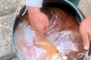 Thanh Hóa: Bắt quả tang vụ đổ trộm chất thải gây chết hàng trăm tấn ngao