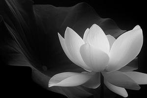 Tin buồn: Cụ Nguyễn Thanh từ trần