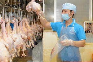 Thịt gà chế biến của Việt Nam có thể được xuất khẩu sang Nhật Bản