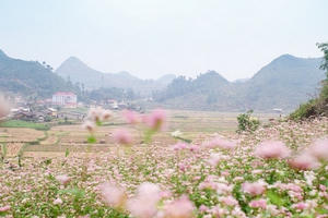 Diệu kỳ miền đá nở hoa