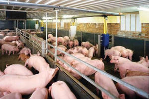 Giá lợn hơi tăng 5.000-7.000 đồng/kg