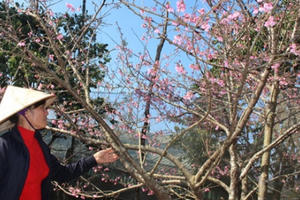 Tết nguyên đán 2021 sẽ cấm chơi đào rừng