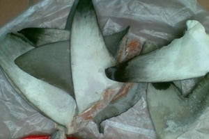 Hải quan Hải Phòng bắt lượng lớn vây cá mập tại cảng Lạch Huyện