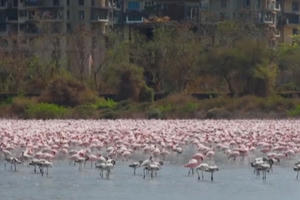 Thực hiện lệnh phong tỏa dài ngày, Ấn Độ xuất hiện cảnh tượng vô cùng kỳ diệu