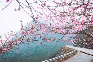 Du lịch Tây Bắc qua những sắc hoa